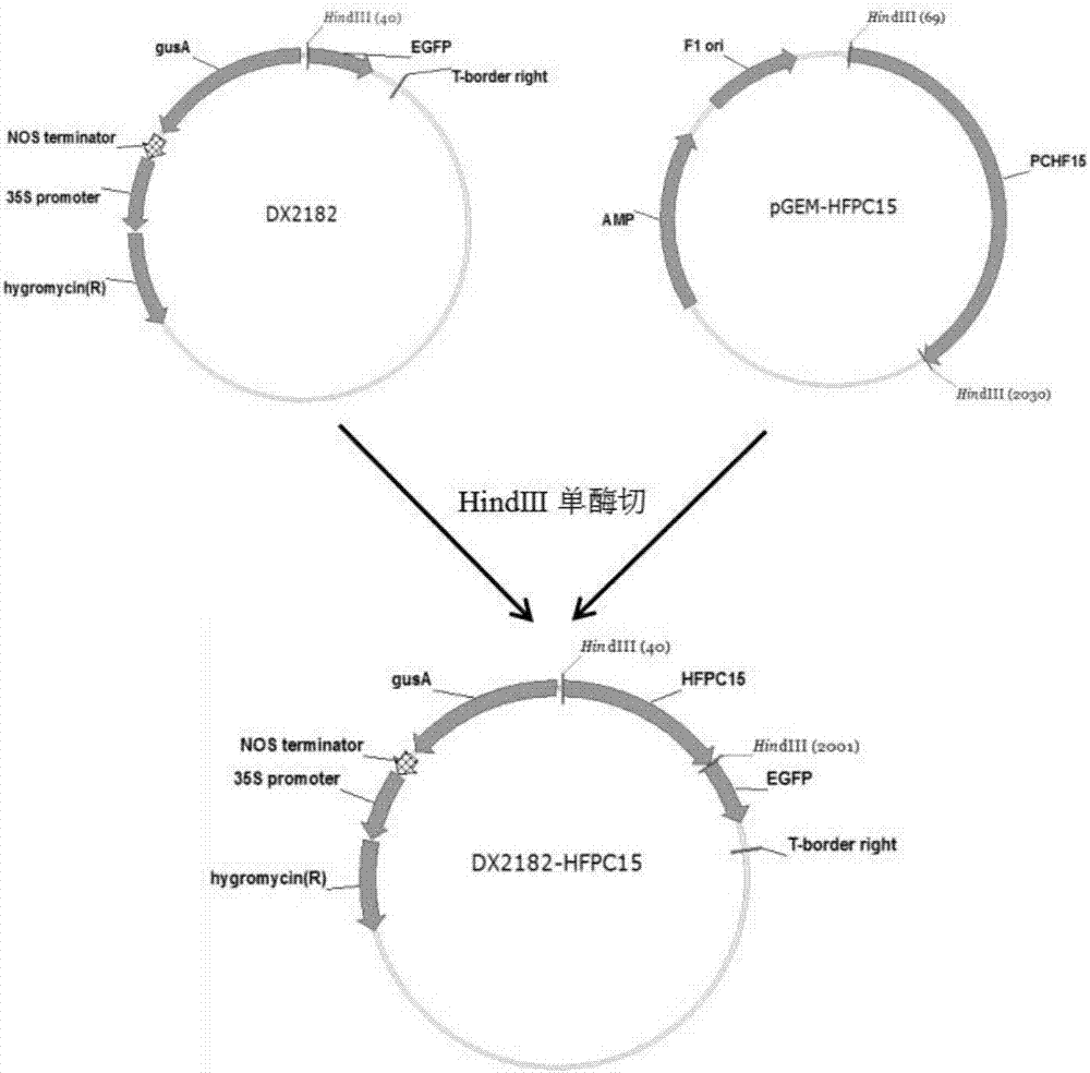 A kind of plant anther-specific promoter pchf15 and its application