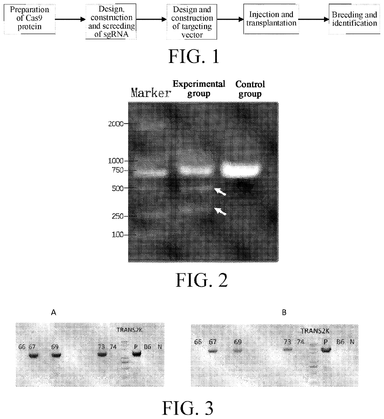 Method for preparing CKO/KI animal model by using CAS9 technology