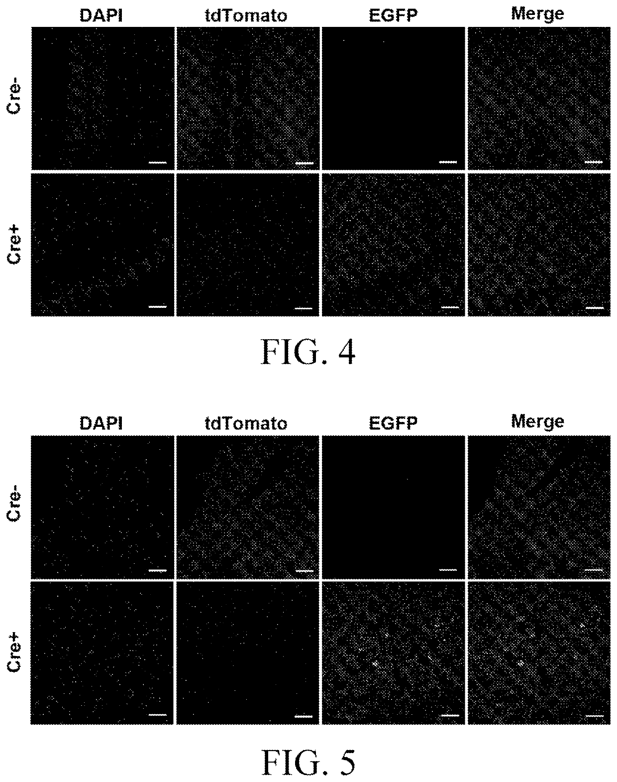 Method for preparing CKO/KI animal model by using CAS9 technology