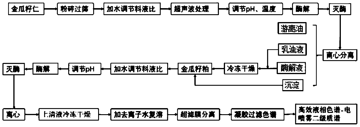 Preparation, separation, purification and identification method of cucurbita pepo seed oxidation resisting peptide