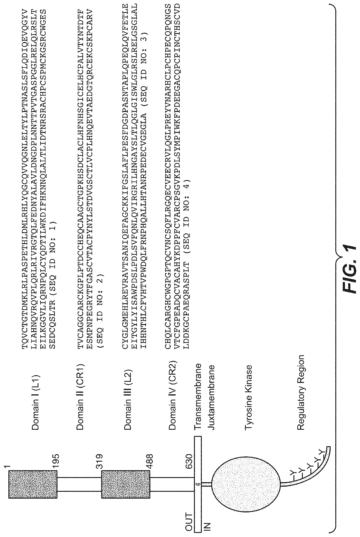 Adjuvant treatment of her2-positive breast cancer