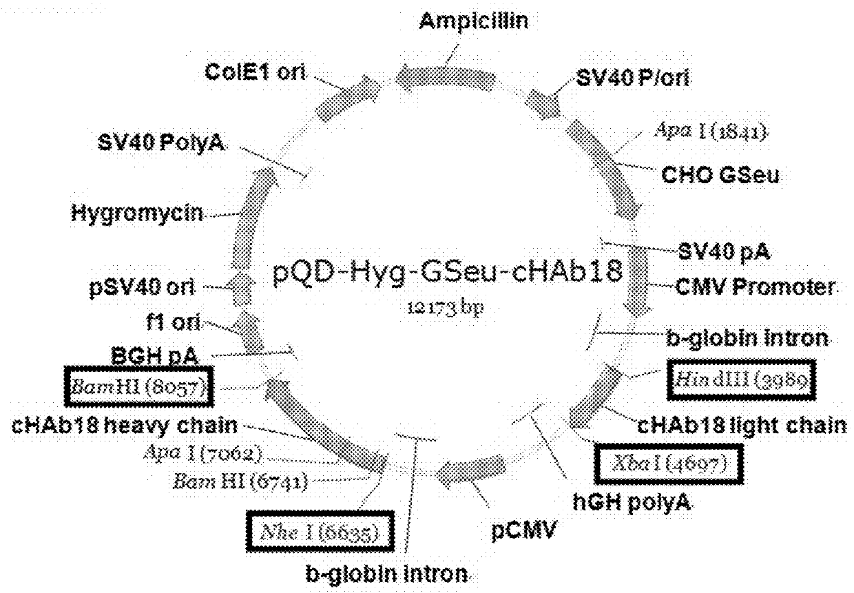 Human-mouse chimeric anti-CD147 antibody with non-fucosylated glycosylation