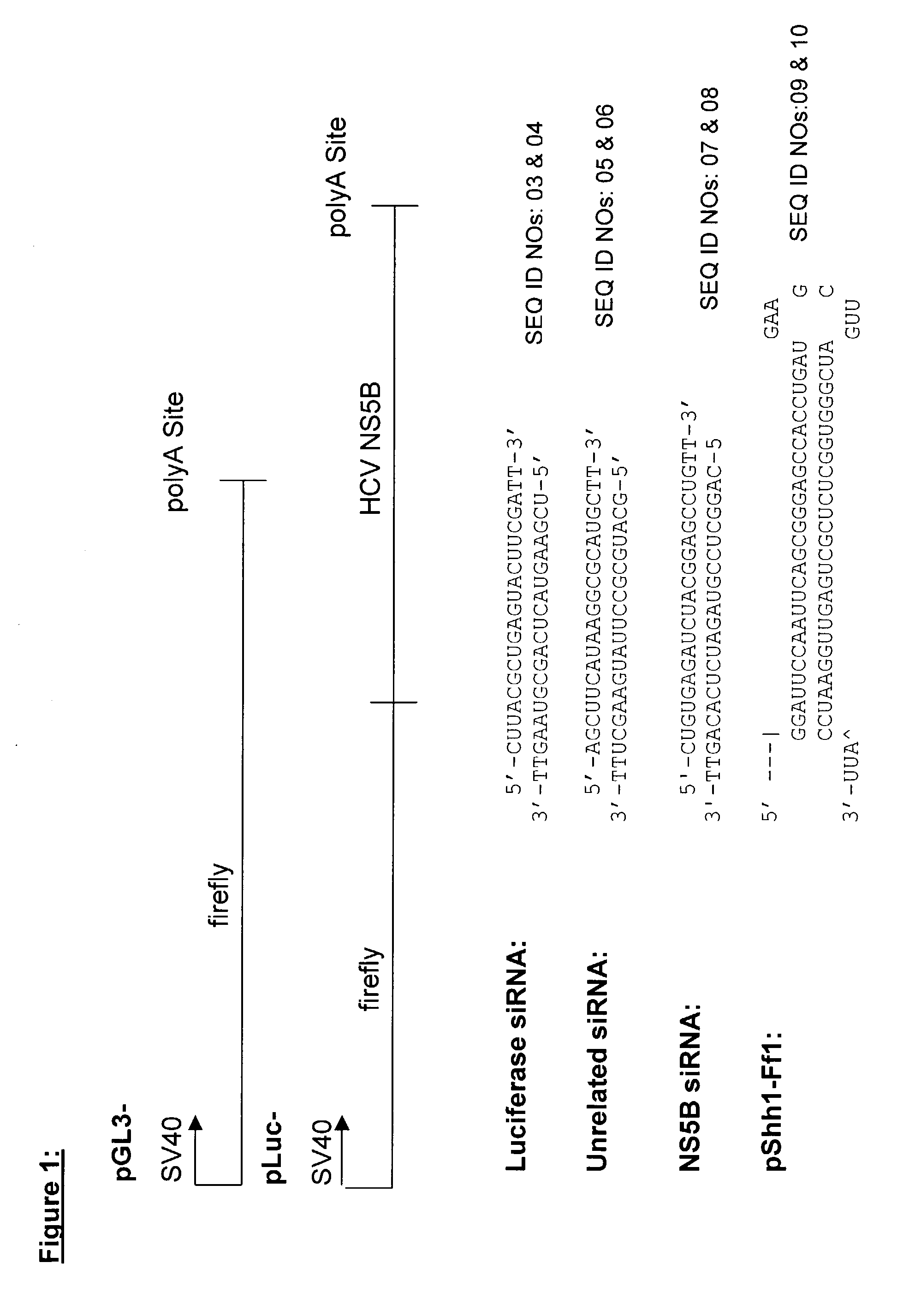 Methods and compositions for RNAi mediated inhibition of gene expression in mammals