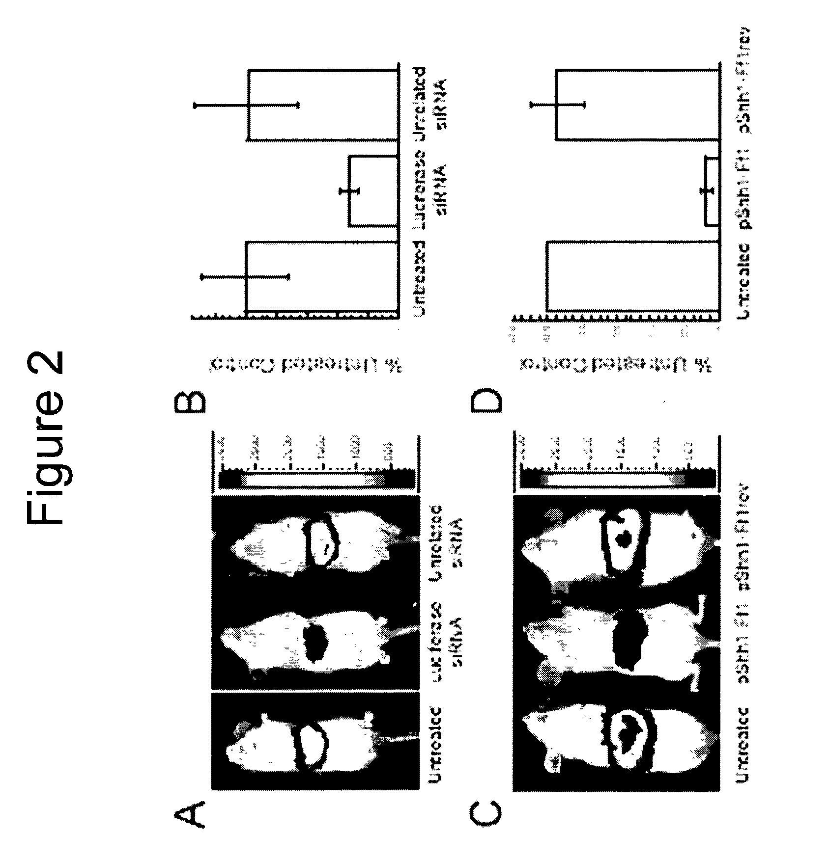 Methods and compositions for RNAi mediated inhibition of gene expression in mammals