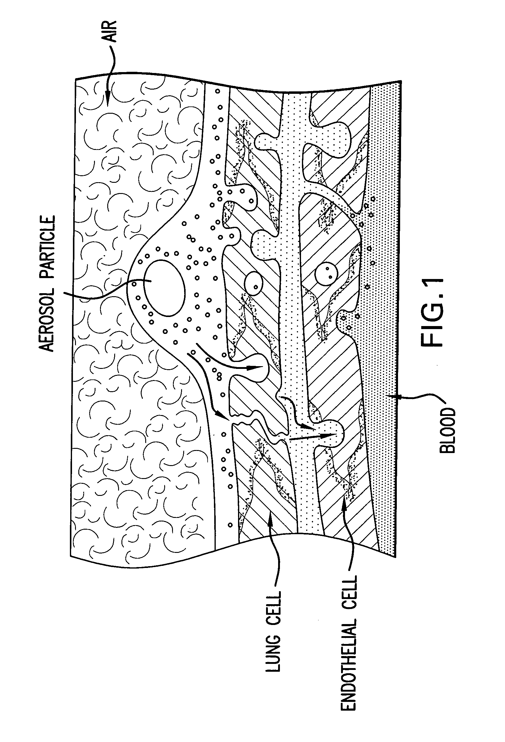 Methods of use of fibroblast growth factor, vascular endothelial growth factor and related proteins in the treatment of acute and chronic heart disease