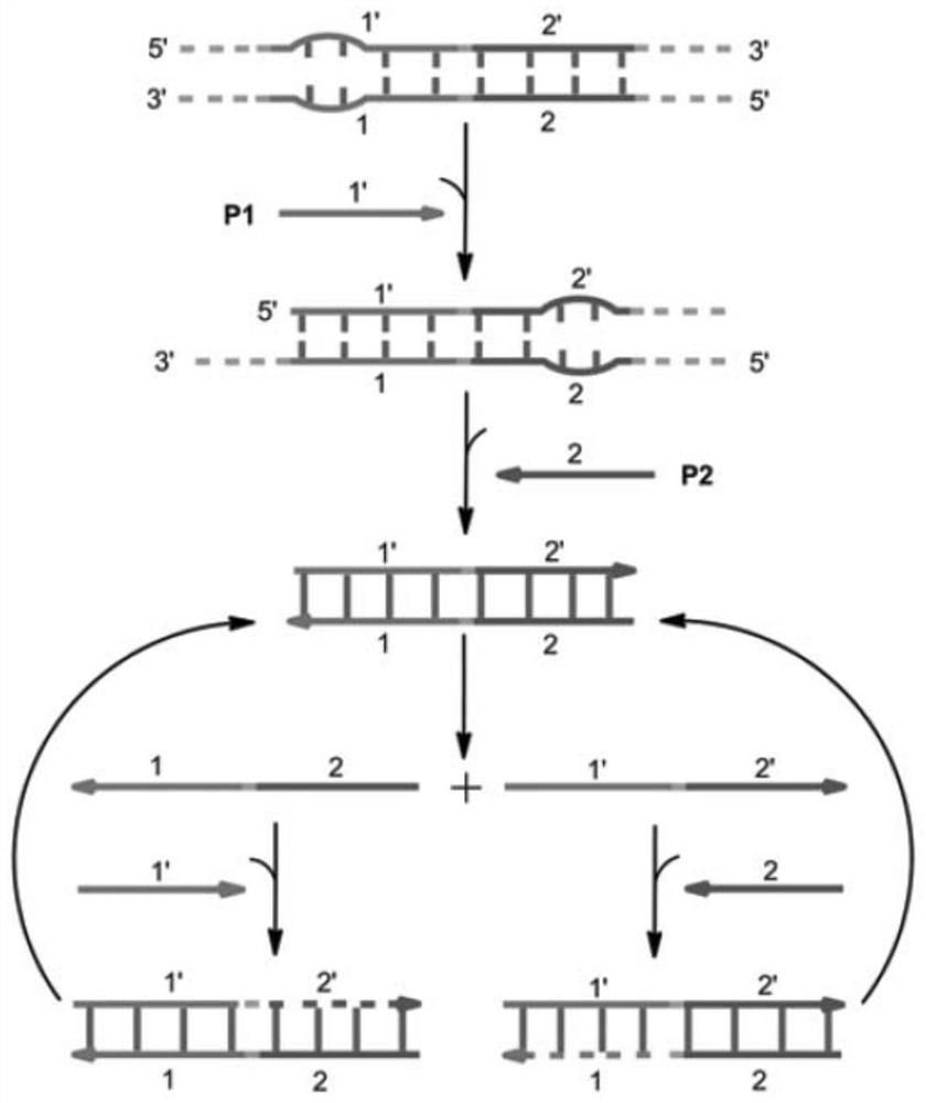 Method for amplifying and detecting nucleic acid and kit