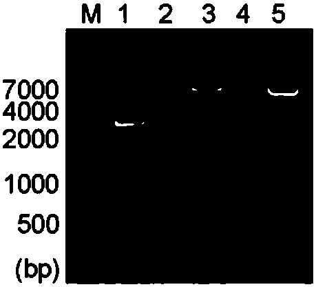Chimeric anti-ROR1 antibody Fab molecule as well as preparation method and application thereof