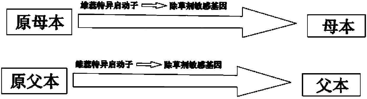 Rice hybrid breeding material as well as cultivation method and application thereof