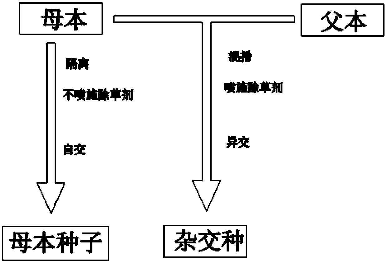 Rice hybrid breeding material as well as cultivation method and application thereof