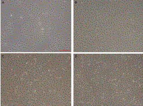 Method for fish mononuclear/phagocyte separation, cultivation and functional verification