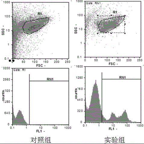 Method for fish mononuclear/phagocyte separation, cultivation and functional verification