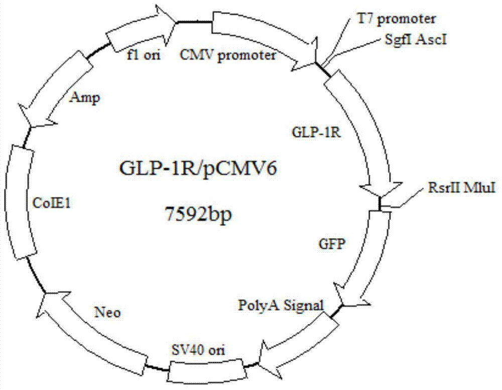 Cell line for screening peptide and non-peptide GLP-1 (Glucagon-Like Peptide 1) analogs as well as preparation method and application of cell line