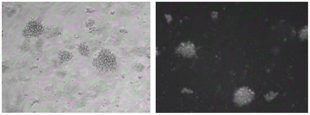 DC cell based on HBV-HCV antigen, targeting immune cell population, preparation method and applications thereof