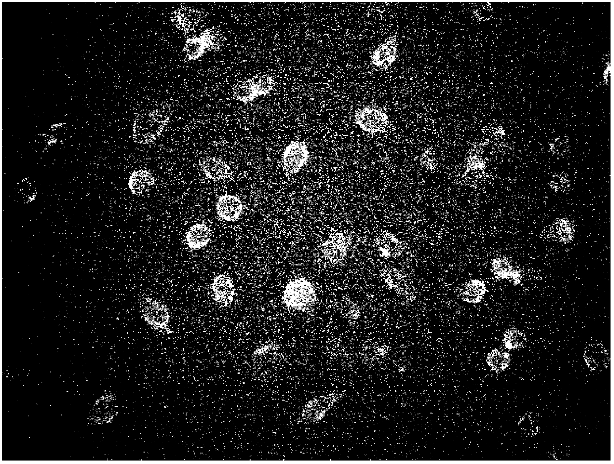 Novel fluorescent molecular probe and application thereof in field of Al (III) detection