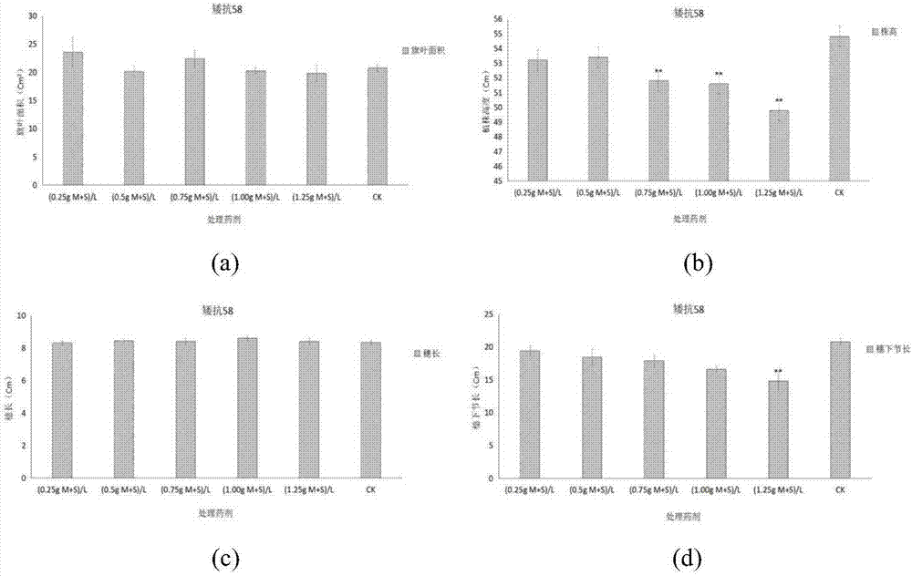 Chemical emasculation agent for wheat and male sterility line induction method