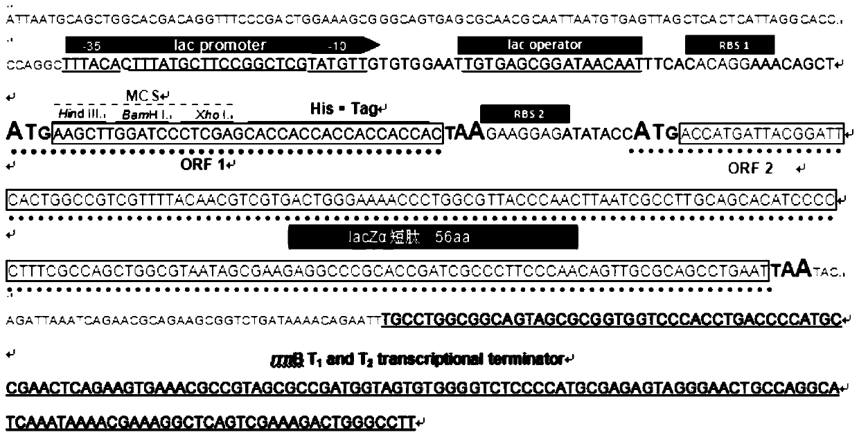 Bicistronic specific dna with laczα short peptide coding gene as the second gene coding frame and its application