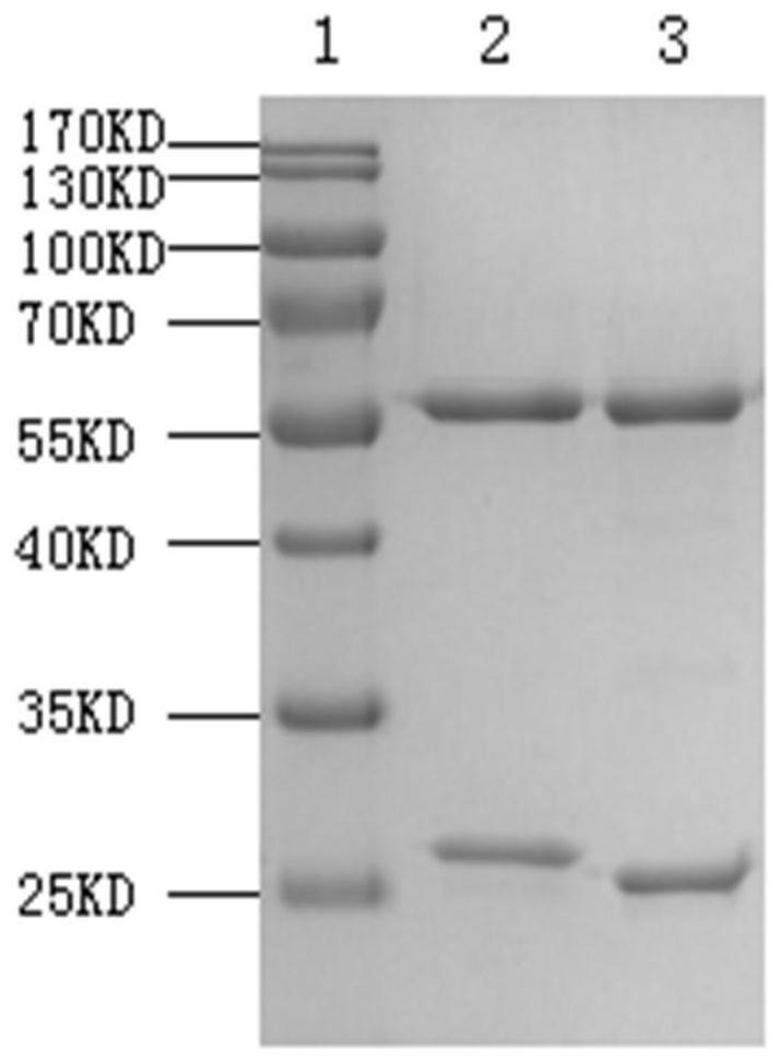 Antibody pair for detecting canine distemper virus and application thereof