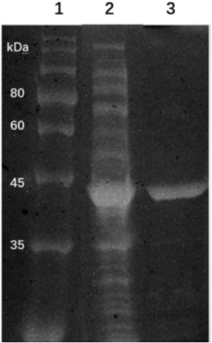 Malic dehydrogenase PbMDH as well as coded sequence and application thereof