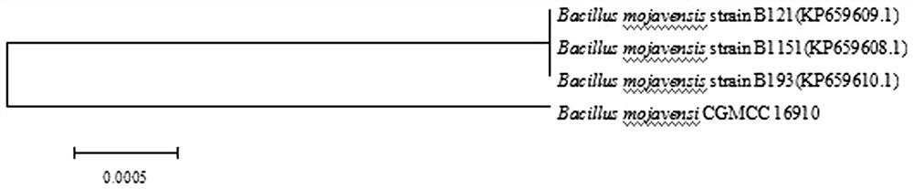 Preparation method of high-yielding acetoin and aroma-enhancing Bacillus mohaiwei direct-throwing starter and its application in the production of Shanxi aged vinegar