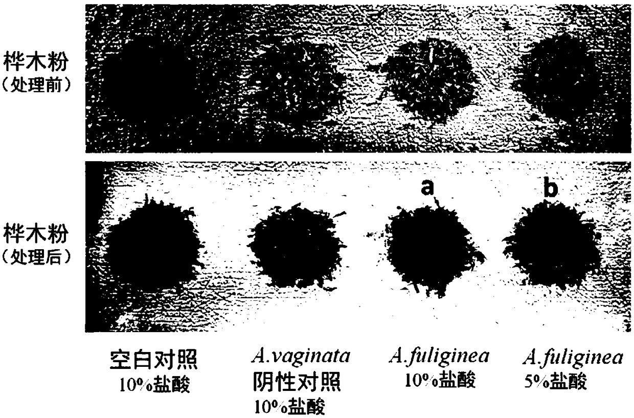 A rapid detection method for highly poisonous mushrooms