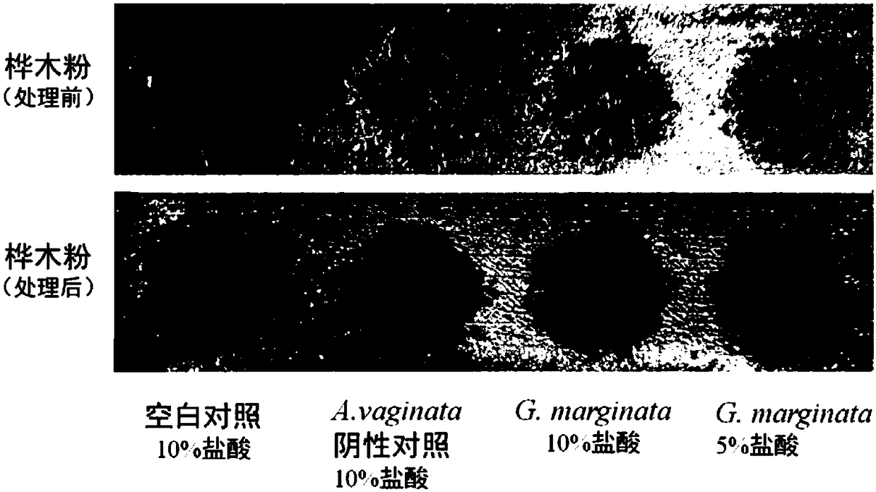 A rapid detection method for highly poisonous mushrooms