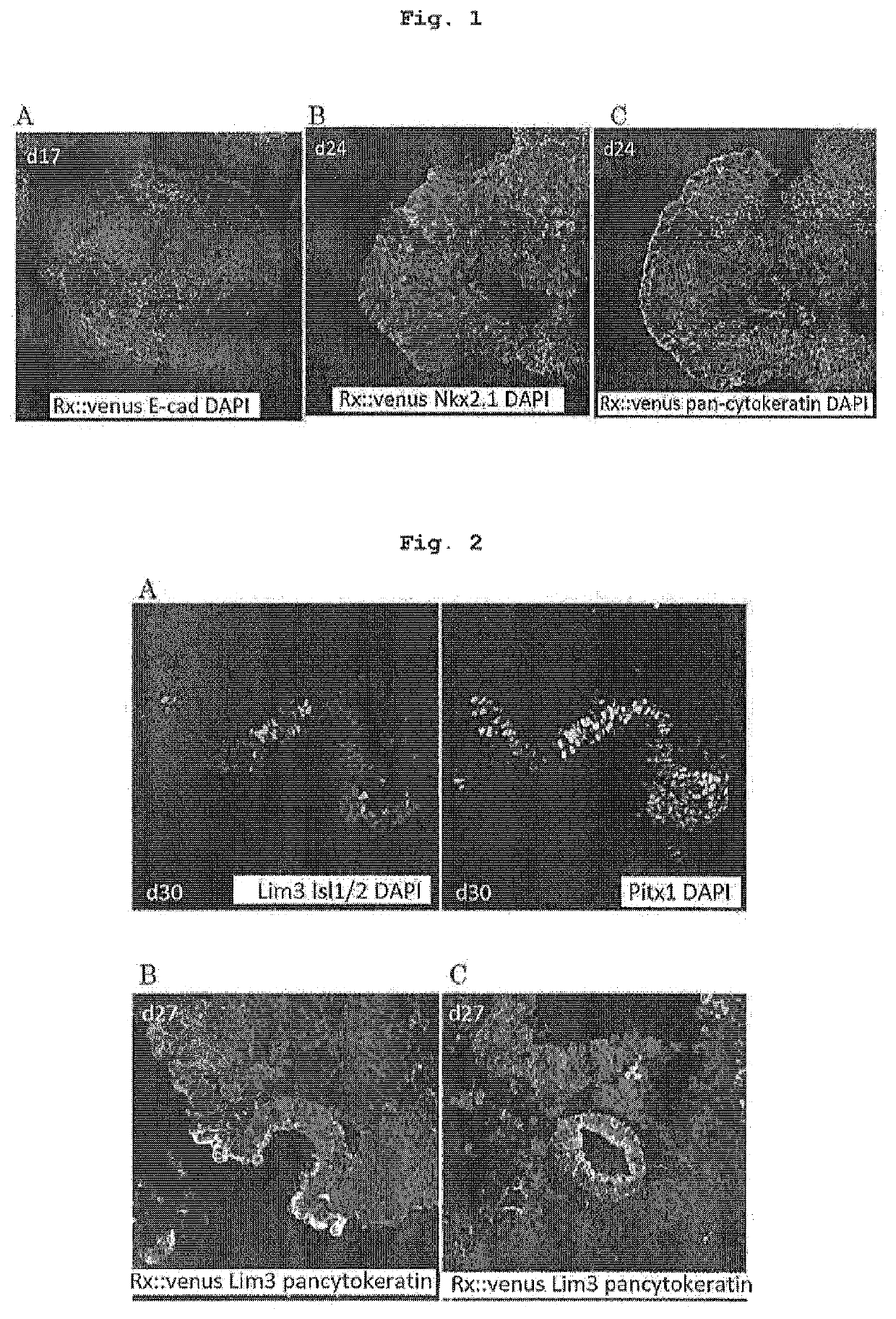 Method for producing adenohypophysis or precursor tissue thereof