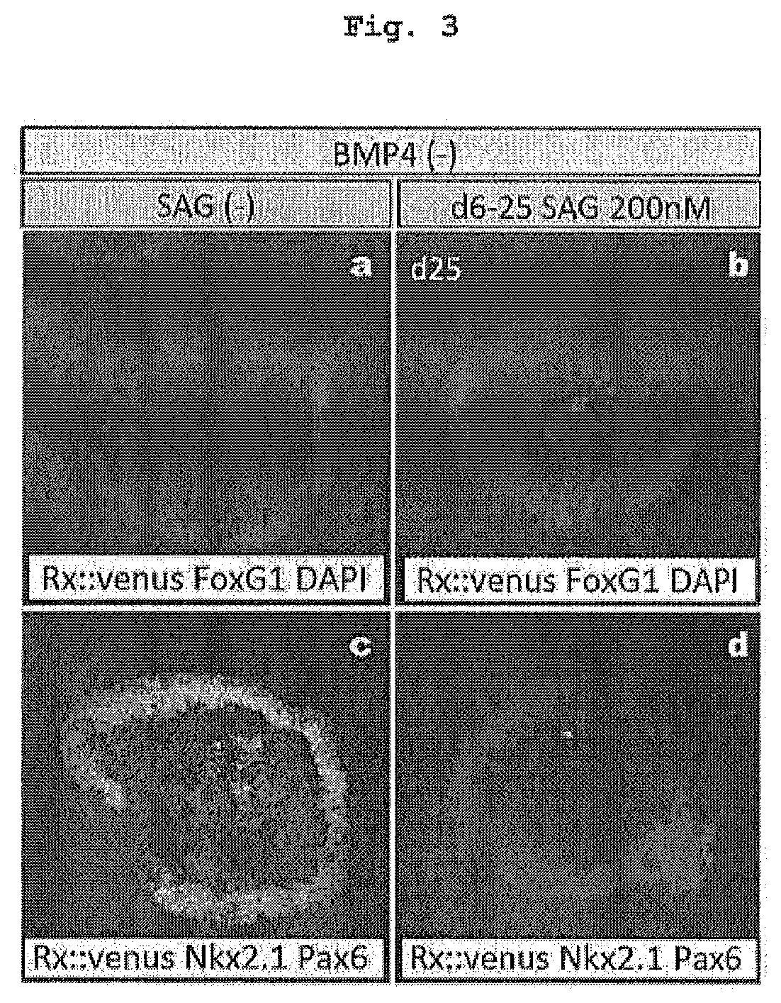 Method for producing adenohypophysis or precursor tissue thereof