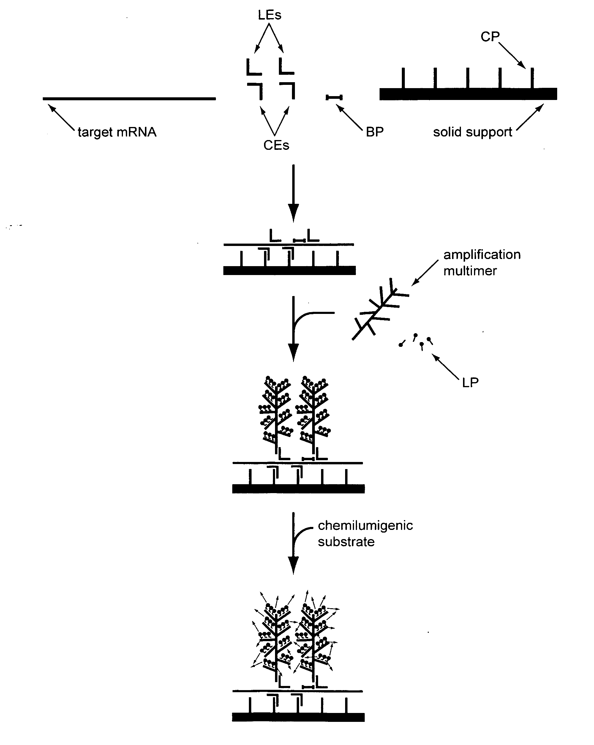 Assays for determining telomere length and repeated sequence copy number