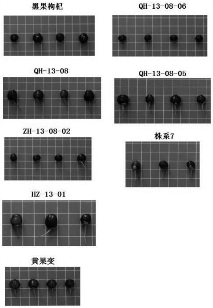 Identification method of Chinese wolfberry color-related metabolite