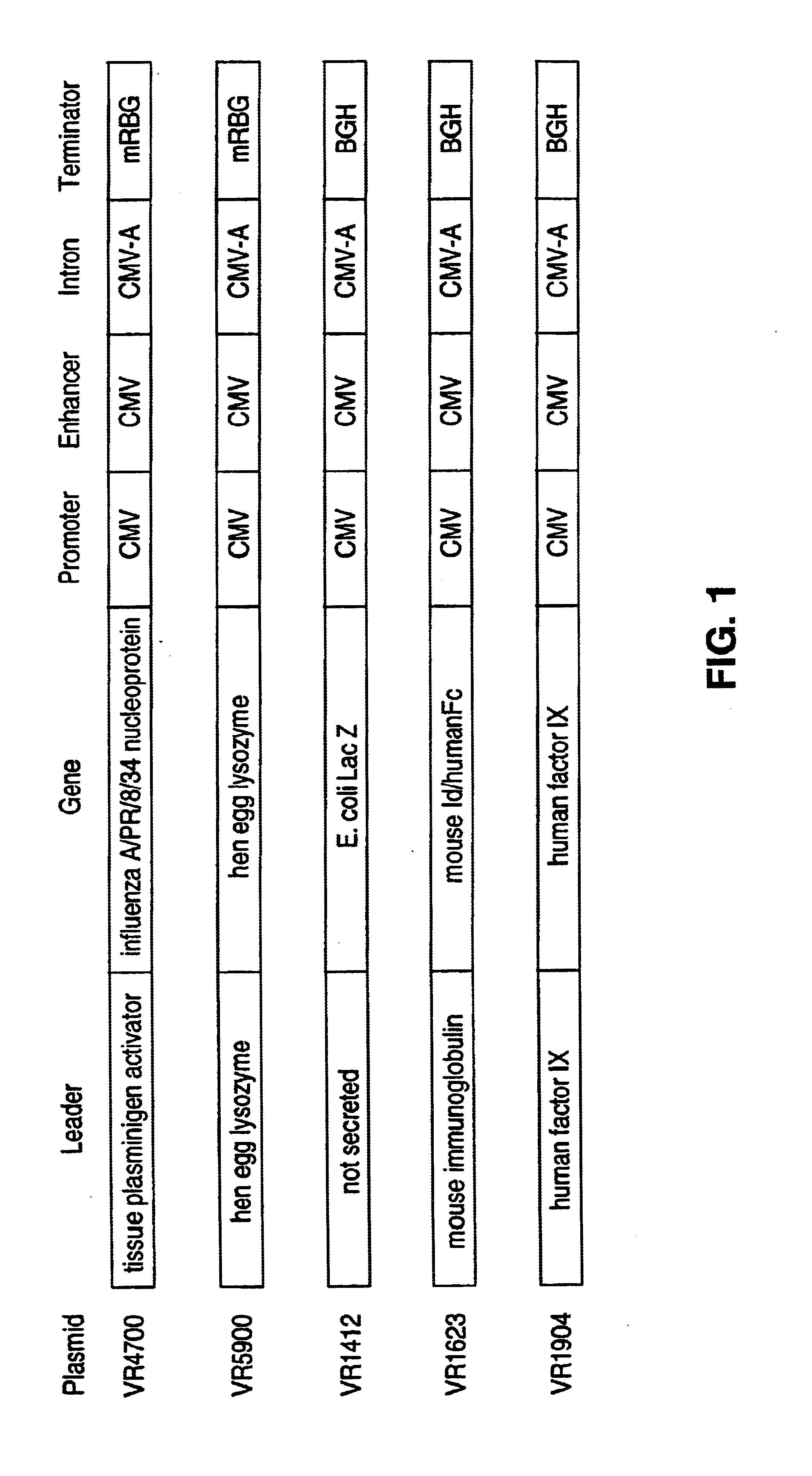 Adjuvant compositions and methods for enhancing immune responses to polynucleotide-based vaccines