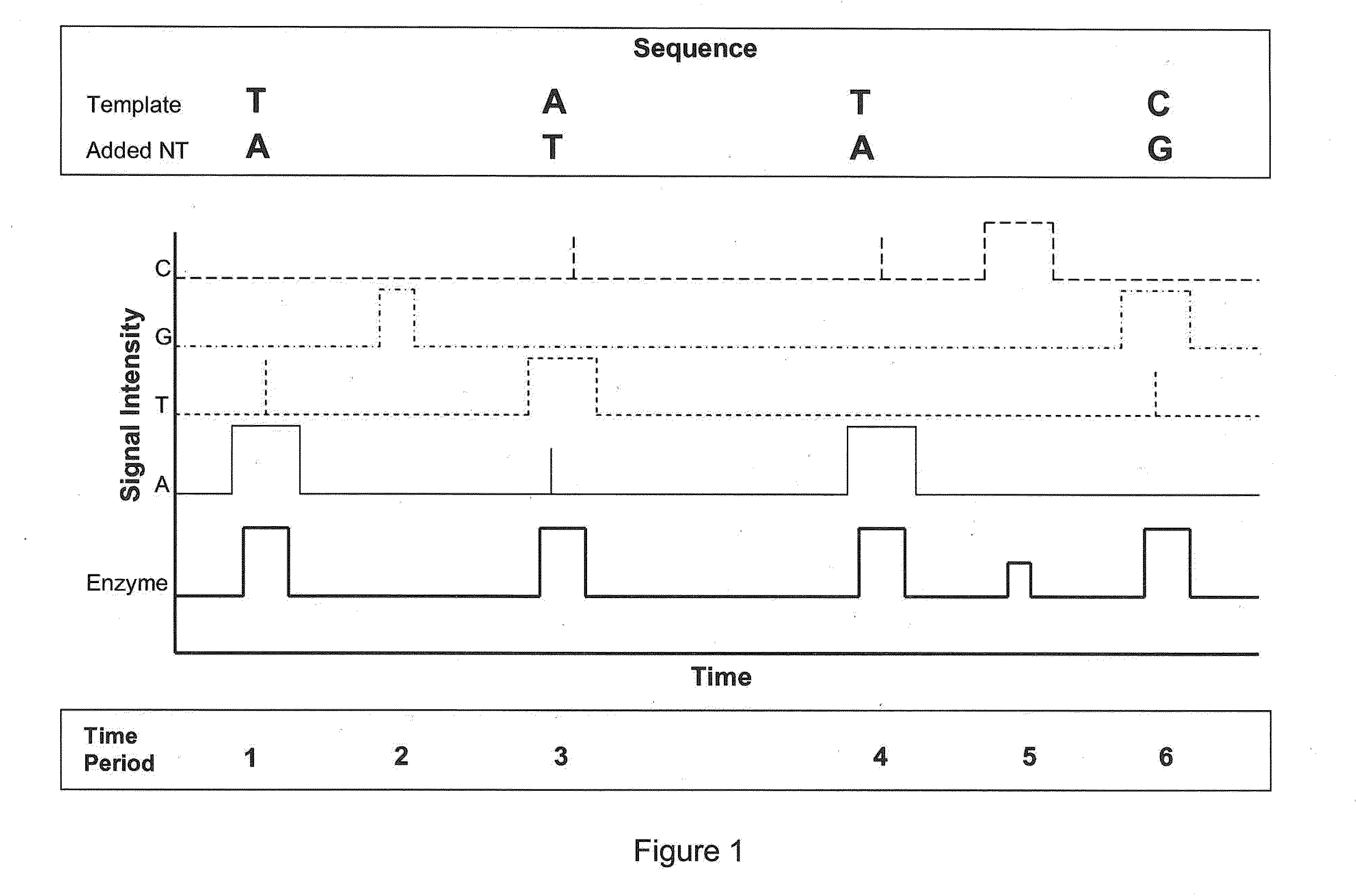 Sequencing methods using enzyme conformation