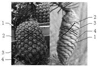 A micro-mixer with columnar phyllotaxy arrangement and expansion structure