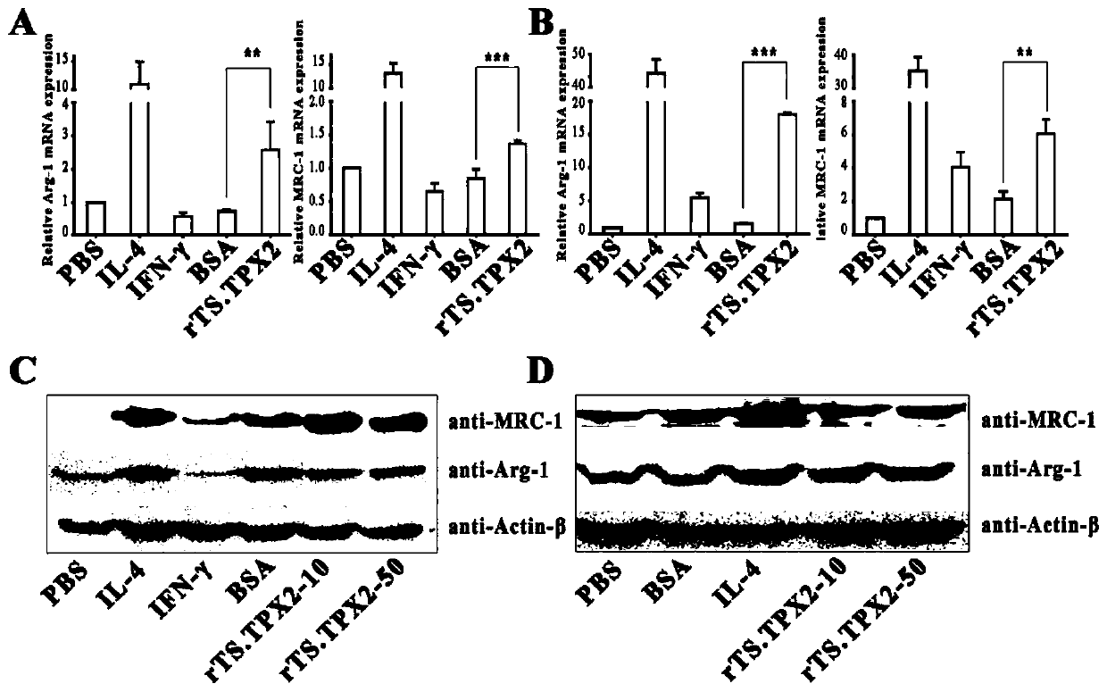 Application of recombinant trichina thioredoxin peroxidase 2 in preparation of anti-trichina infection vaccine