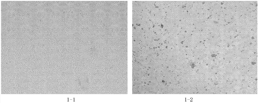 Canine infectious tracheobronchitis bivalent live vaccine and preparation method thereof