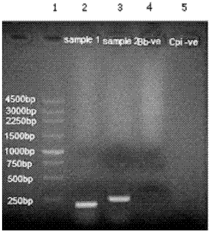 Canine infectious tracheobronchitis bivalent live vaccine and preparation method thereof