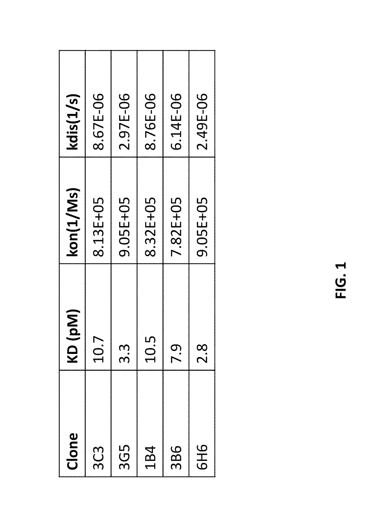 Agonistic antibodies that bind human cd40 and uses thereof