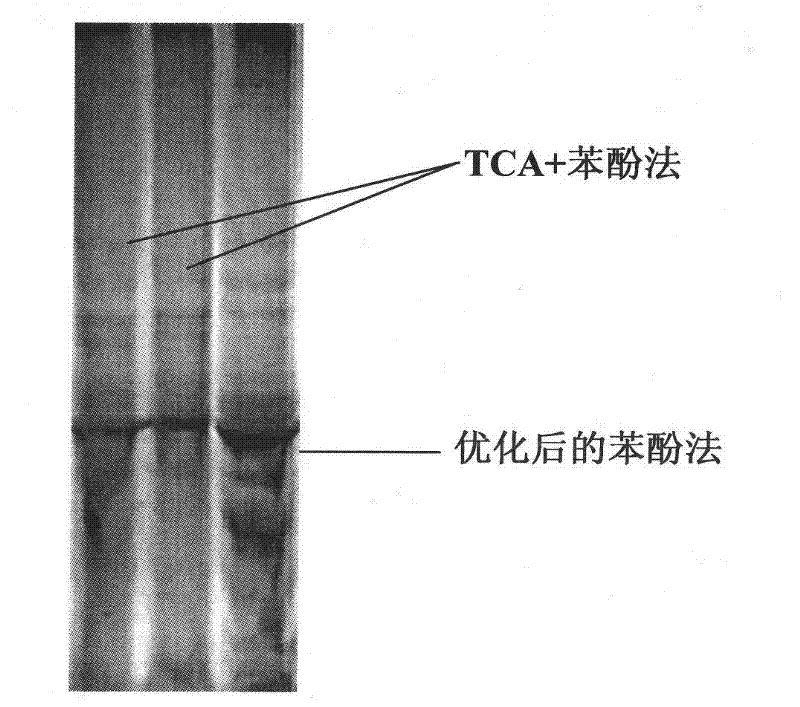 Method for accumulating cotton phosphorylated protein