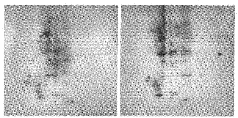 Method for accumulating cotton phosphorylated protein