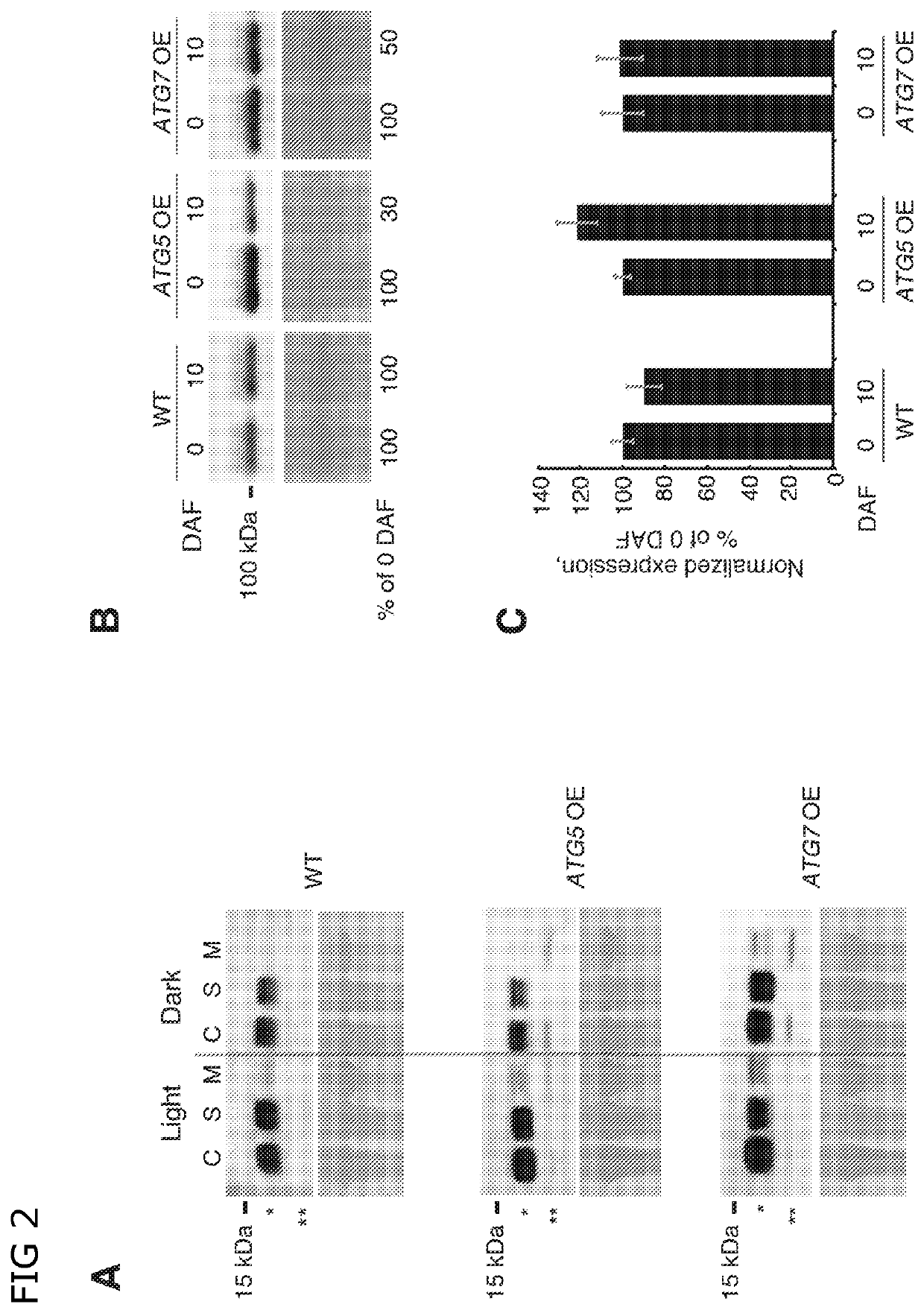 Transcriptional stimulation of autophagy improves plant fitness