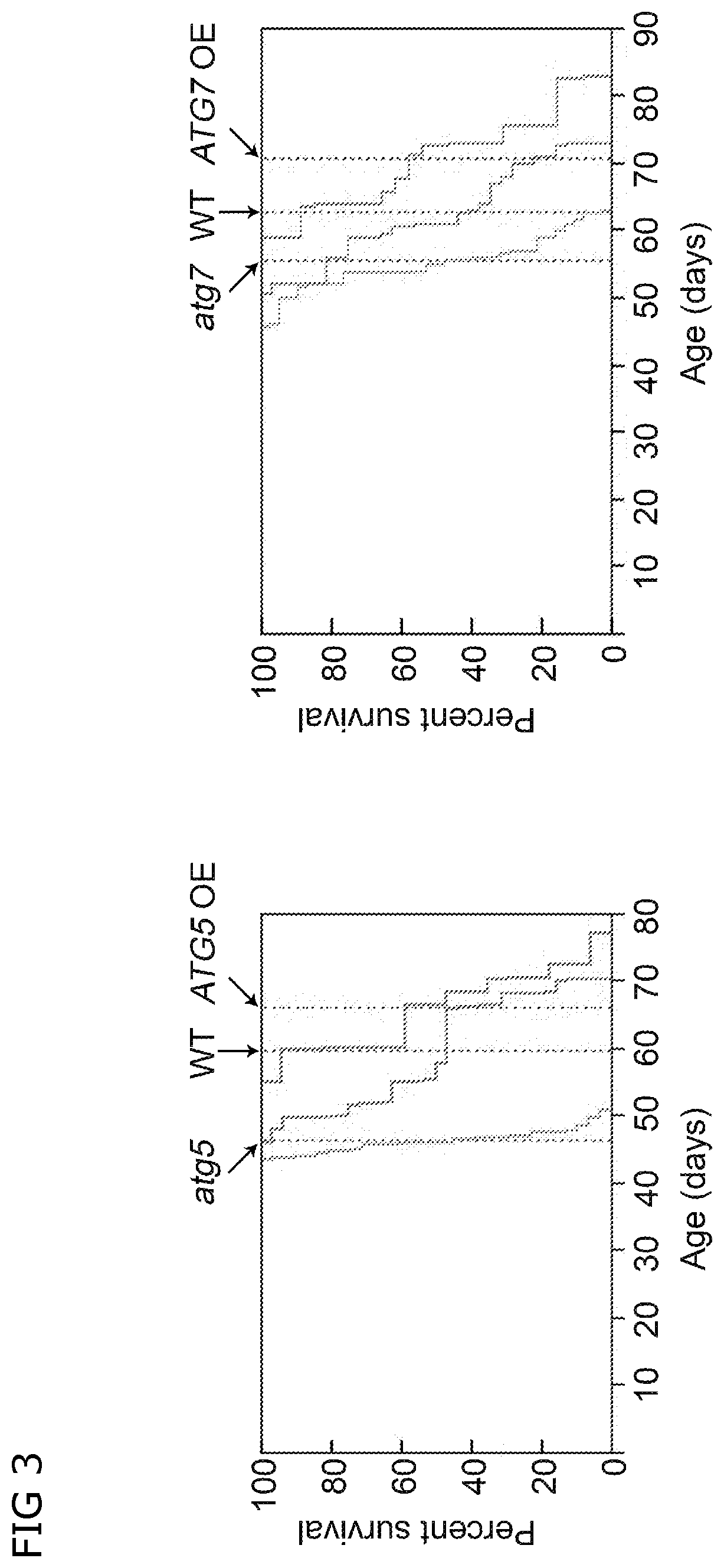 Transcriptional stimulation of autophagy improves plant fitness