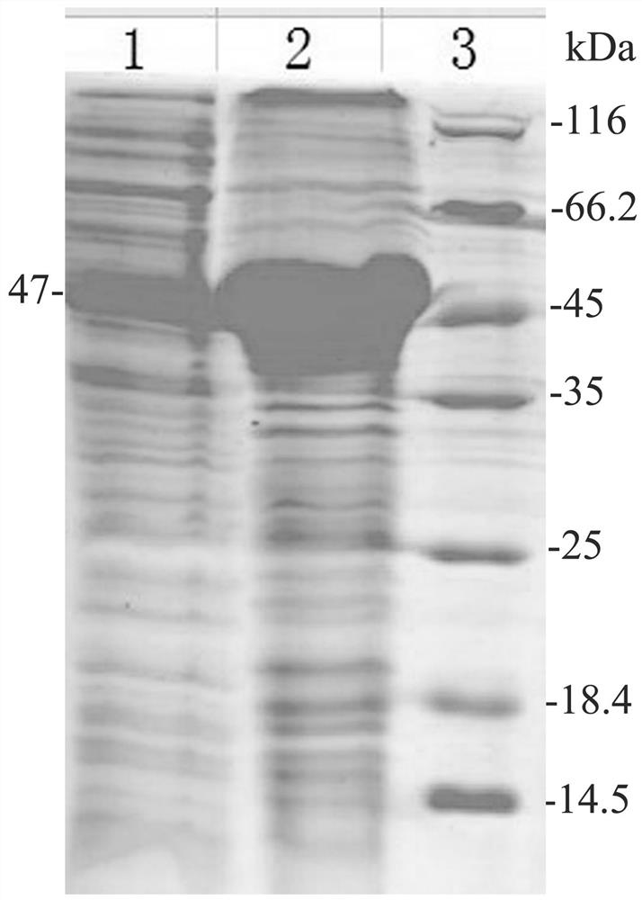 Chicken PTF1a gene recombinant protein and preparation method of polyclonal antibody