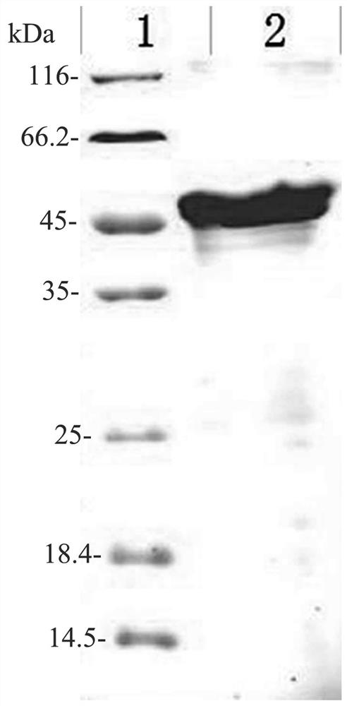 Chicken PTF1a gene recombinant protein and preparation method of polyclonal antibody
