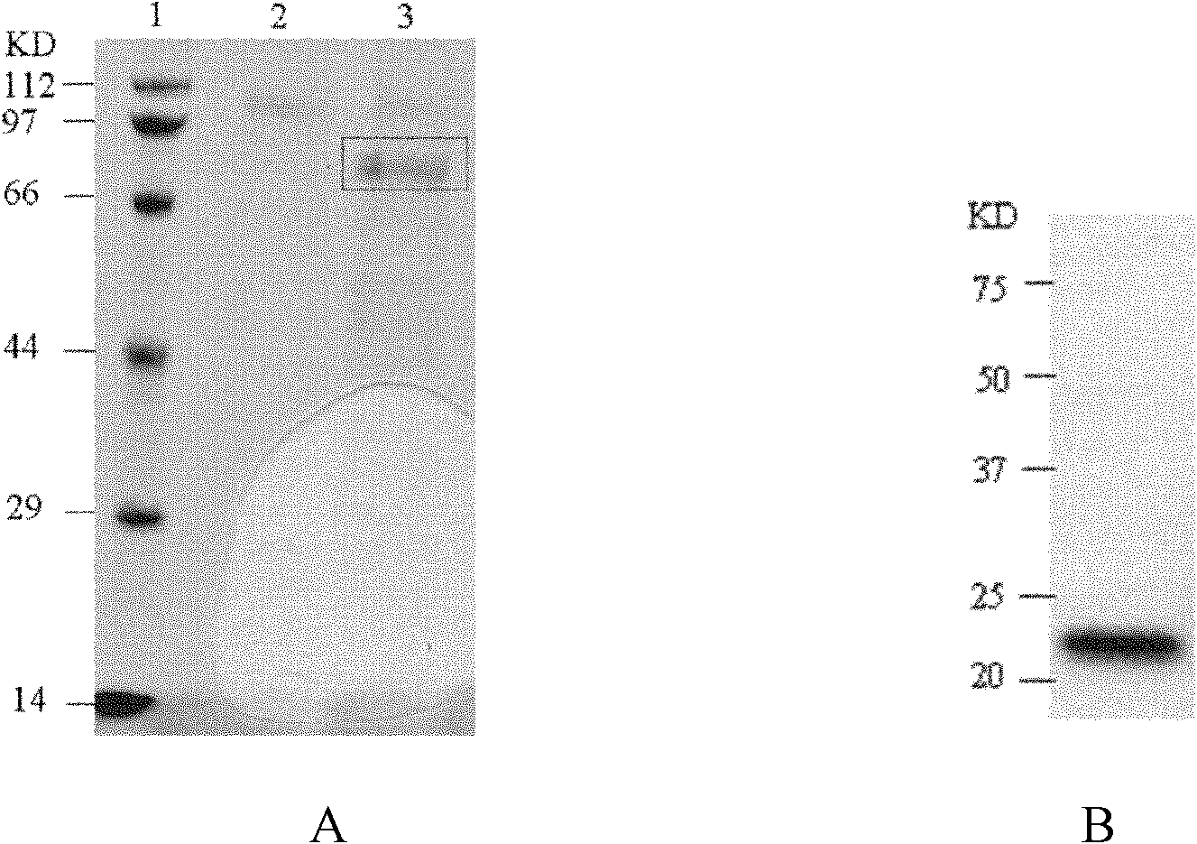 Preparation method of protein 4-1BBL