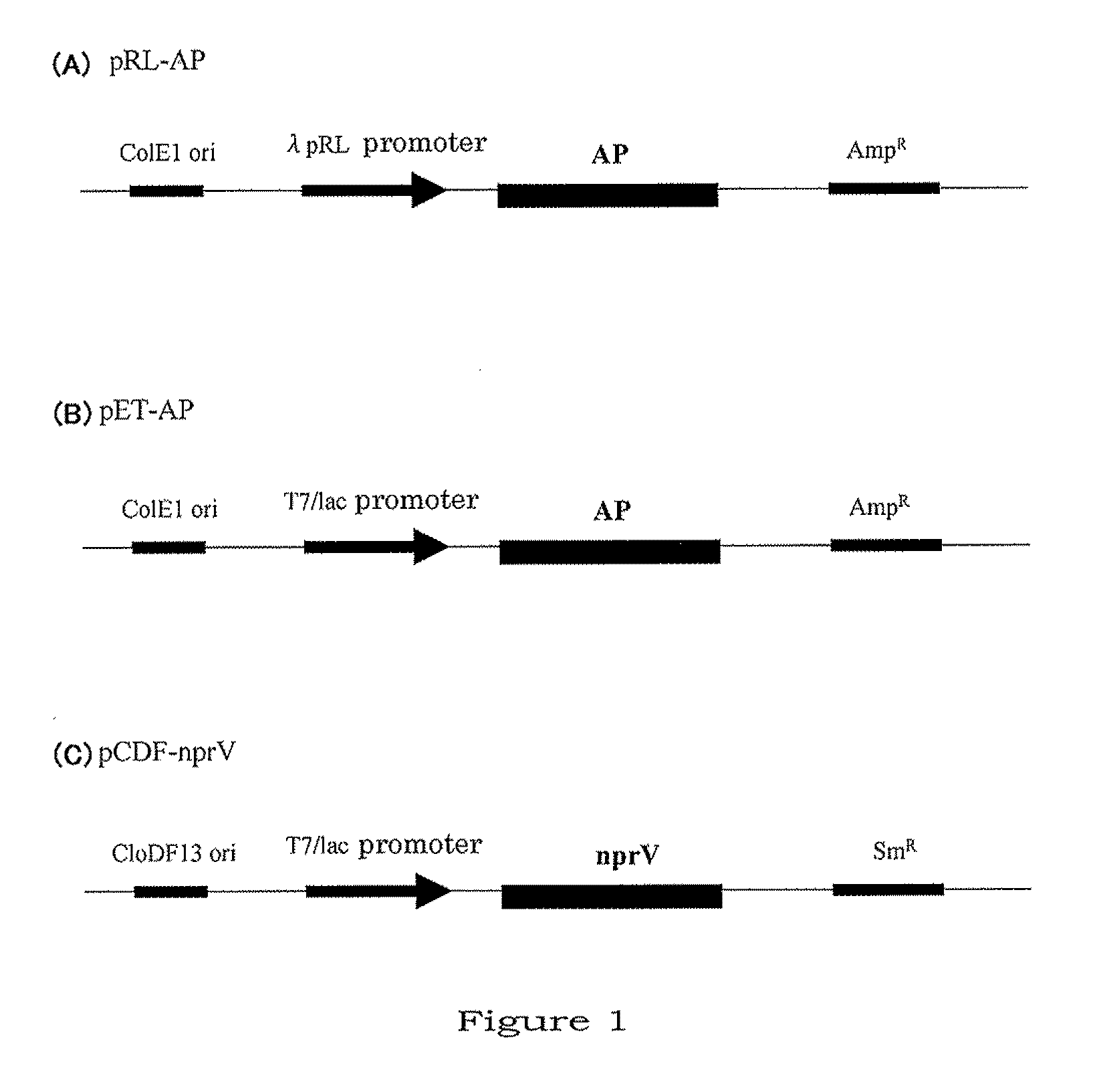 Method for producing aminopeptidase