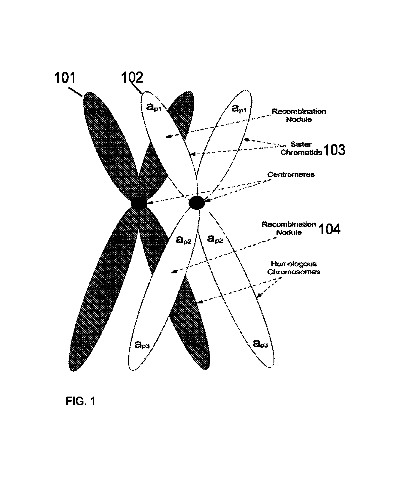 Method for determining the number of copies of a chromosome in the genome of a target individual using genetic data from genetically related individuals