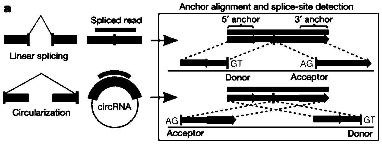Circular RNA identification and expression quantification analysis method