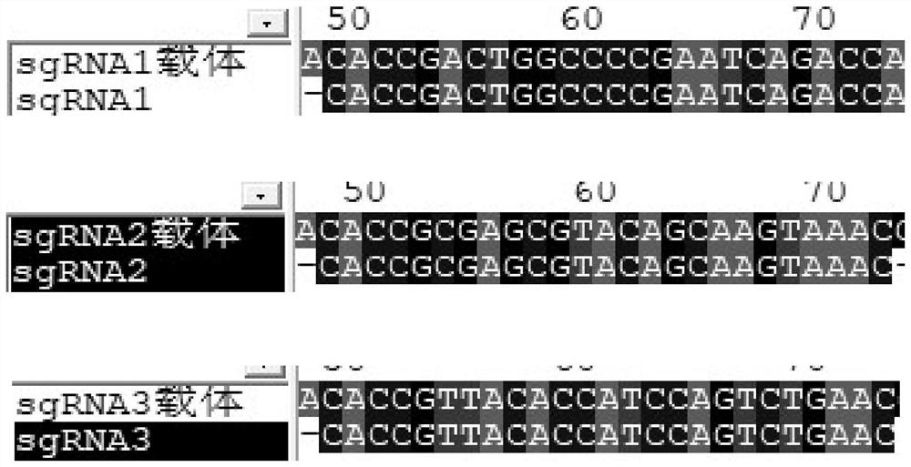 Method for constructing EPB41 gene knockout THP-1 cell line based on CRISPR-Cas9 system