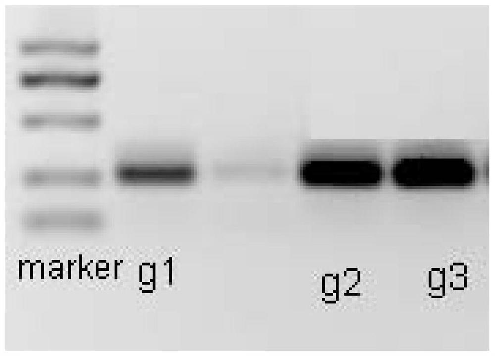 Method for constructing EPB41 gene knockout THP-1 cell line based on CRISPR-Cas9 system
