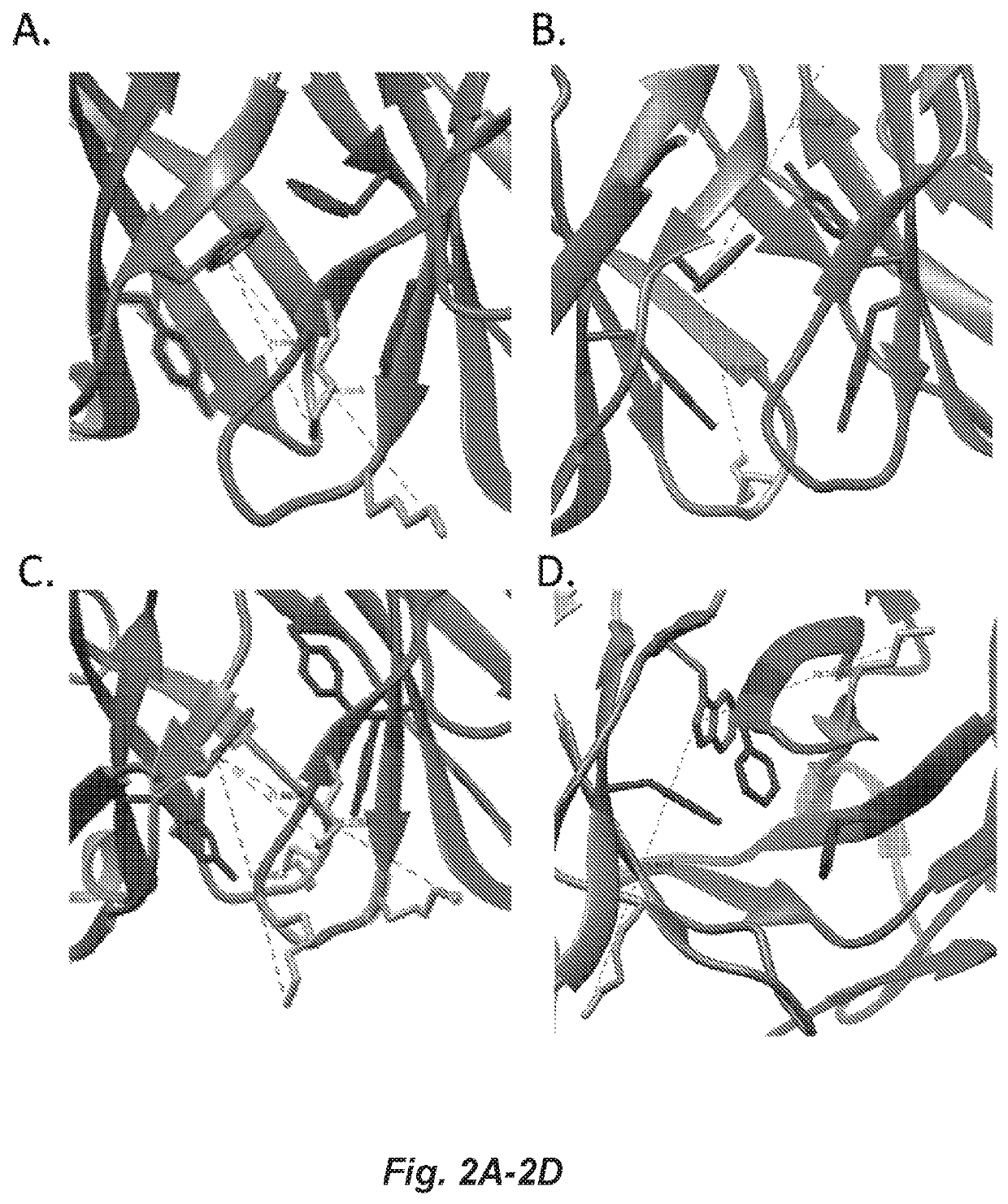 Covalent heterobivalent antibody inhibitors and ligands