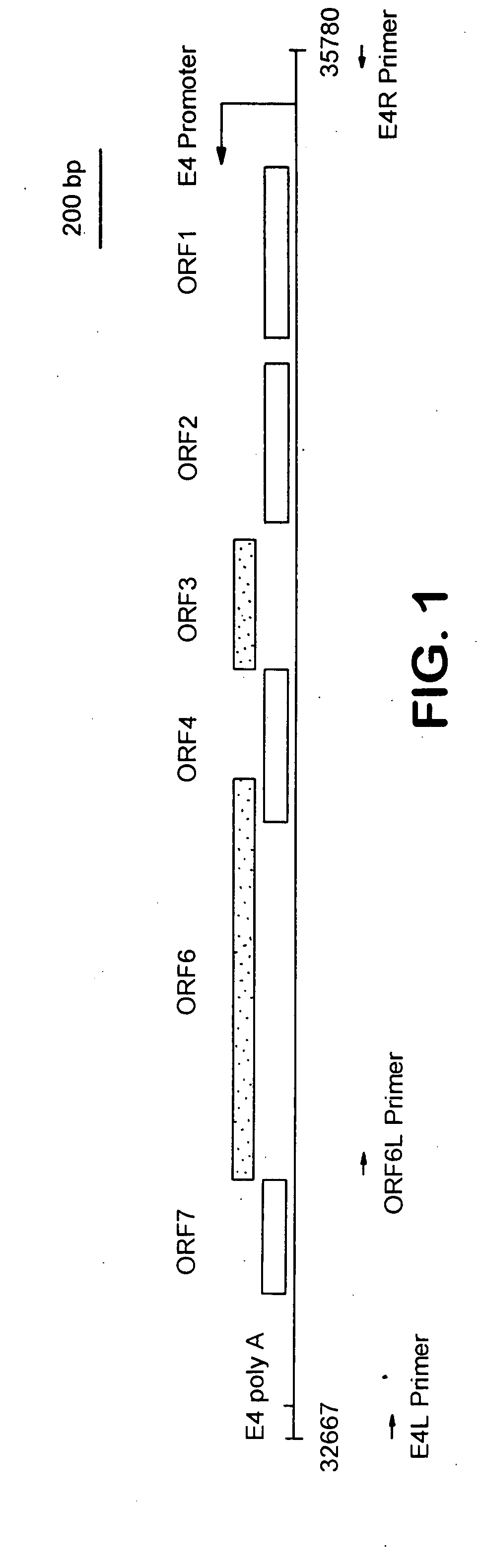 Adenovirus vectors, packaging cell lines, compositions, and methods for preparation and use